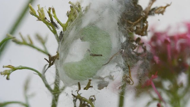 Large green moth caterpillar spinning a cocoon preparing to pupate. The silken mesh protective case is made before forming a pupa inside.