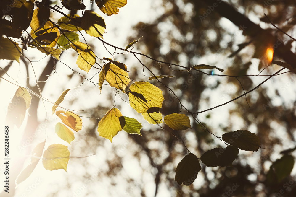 Poster fall backdrop. branches of trees with autumn leaves