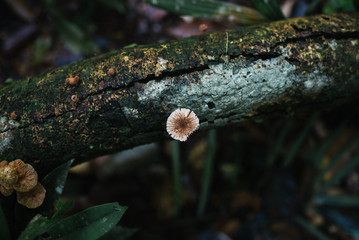 Amazon Rainforest in Manaus, Brazil