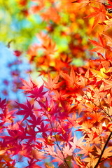 Beautiful transitions of colors of autumn. Colorful spectrum of bright autumn colors, Red, orange, yellow, green leaves on a autumn trees, against a blue sky background.