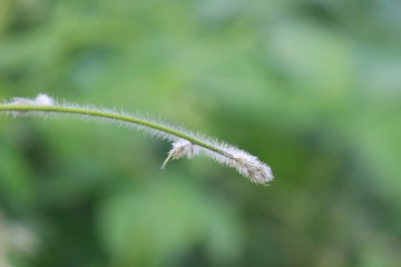 Natural wallpaper green leaf part of plant in rajasthan INDIA . 