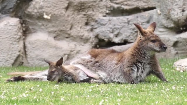 Wallaby de bennet con su joey saliendo de la bolsa