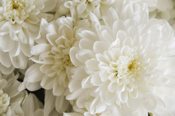 Fototapeta na wymiar white chrysanthemum. bouquet of white flowers. background for postcards.