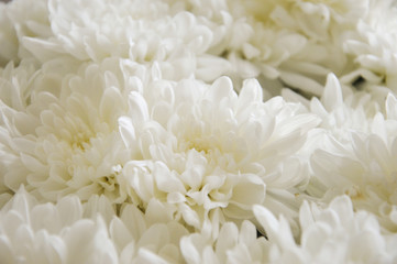 Fototapeta na wymiar white chrysanthemum. bouquet of white flowers. background for postcards.