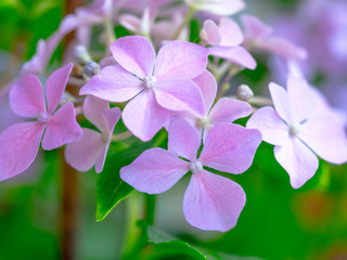 Dreamy pink floral macro.