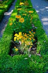 corange and yellow oneflowers in a flowerbed