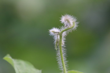 Natural wallpaper green leaf part of plant in rajasthan INDIA . 