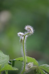 Natural wallpaper green leaf part of plant in rajasthan INDIA . 