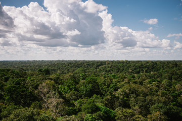 Amazon Jungle from the MUSA tower in Manaus, Brazil