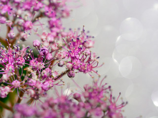 Dreamy pink floral macro.