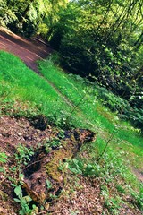 Fototapeta premium Landscape view of a forest grounds