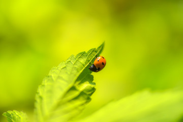 Fototapeta premium Close-ups of different insects inhabiting wild plants