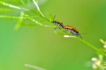 Close-ups of different insects inhabiting wild plants