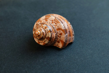   A seashell on a black background of Turbo jourdani.   