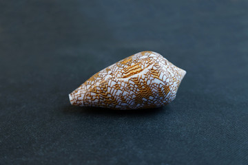  The seashell lies on a black background of Conus voluminalis 