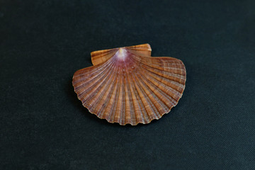      A seashell on a black background of Pecten vogdesi .  