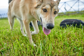 Close-up dog likes looking at the camera, close-up shot from a low point