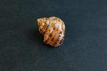   A seashell on a black background of Turbo jourdani.   