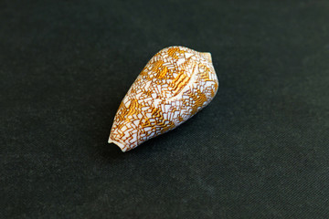  The seashell lies on a black background of Conus voluminalis 