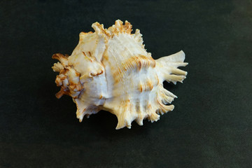    Large Murex Ramosus Shell Seashell   .    