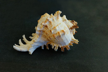    Large Murex Ramosus Shell Seashell   .    