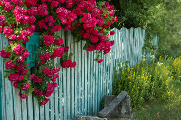 Weaving red roses on an old fence. Vintage style, summer countryside mood.