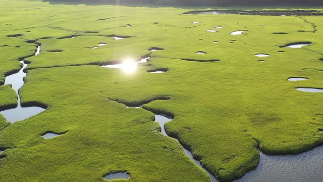 A healthy salt marsh grows in Pleasant Bay, Cape Cod, Massachusetts. This type of marine habitat serves as a nursery for fish and invertebrates and a feeding ground for many species of bird.