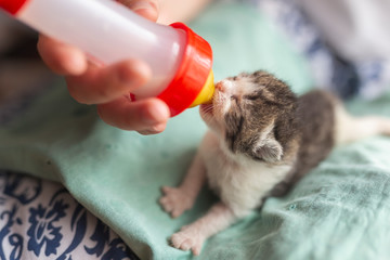 Woman bottle-feeding a little kitten