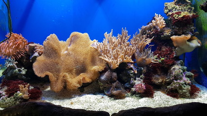 coral reef with tropical fish