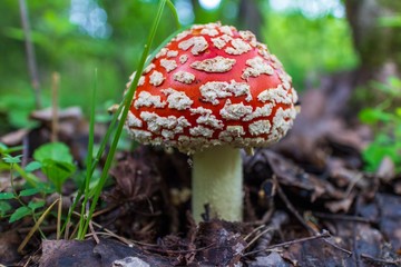 fly-agaric mushroom in the forest