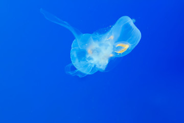 Jellyfish swimming in the ocean