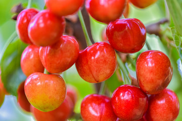 Close-up photos of ripe and delicious red cherries