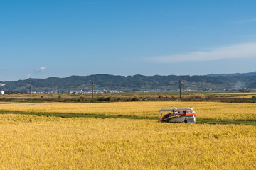 Unidentified farmer with harvester machine to rice harvesting work in Japan