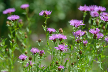 Cornflowers medicinal herb flowering in the field. Blooming cornflowers in the garden. Bouquet of cornflowers on a green background.