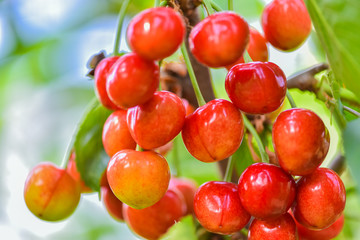 Close-up photos of ripe and delicious red cherries