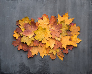 Seasonal autumn background. Frame of colorful maple leaves over grey.