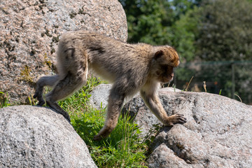 Barbary ape walking on some rocks