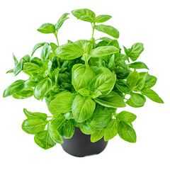 Fresh basil plant with green leaves in a pot. Basil  isolated on white background