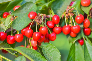 Close-up photos of ripe and delicious red cherries