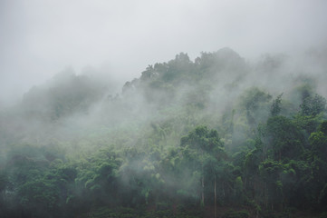 evergreen misty forest in foggy morning , thailand rainforest