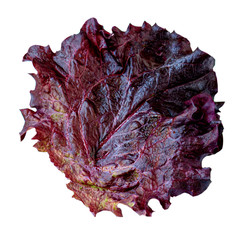 Fresh purple lettuce leaf isolated on white background. Batavia salad. Top view