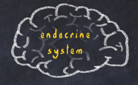Drawind of human brain on chalkboard with inscription endocrine system