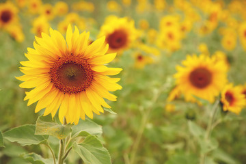 sunflowers growing in a field. flower closeup