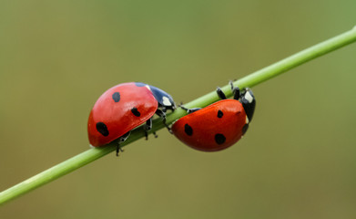 Ladybug on a blade of grass on green background
