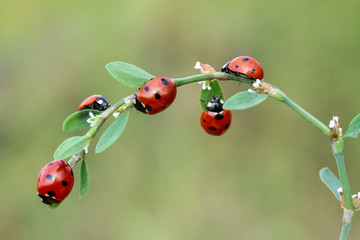 Three cute ladybugs against juicy green background