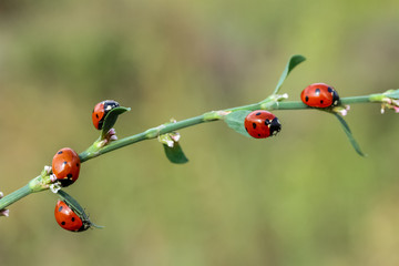 Ladybug (Coccinella septempunctata) © mehmetkrc