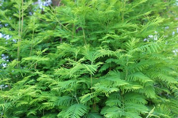 緑　葉　木　夏　爽やか　杤木