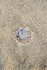 Draufsicht einer Qualle am Strand