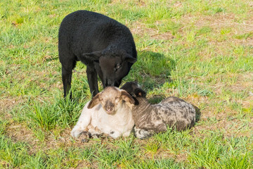 Schwarzes Jungschaf und Lämmer