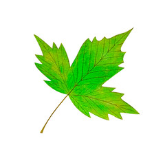  Watercolor drawing of a green maple leaf